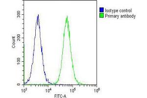 Overlay histogram showing Hela cells stained with Antibody (green line). (CAD anticorps  (AA 780-809))
