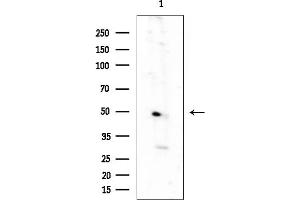 Western blot analysis of lysates from EC343(heat-shock treatment), using OR52 Antibody at 1/1000 dilution.