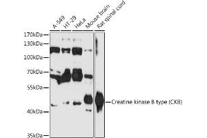 Western blot analysis of extracts of various cell lines, using Creatine kinase B type (Creatine kinase B type (CKB)) antibody (ABIN6127630, ABIN6138649, ABIN6138651 and ABIN6216334) at 1:3000 dilution. (CKB anticorps  (AA 182-381))