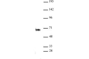 Elk-1 antibody (pAb) tested by Immunoprecipitation. (ELK1 anticorps  (C-Term))