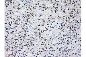 Immunohistochemical staining of paraffin-embedded Kidney tissue using anti-SIGLEC9mouse monoclonal antibody. (SIGLEC9 anticorps)
