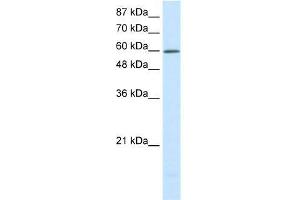 Human HepG2; WB Suggested Anti-SLC30A9 Antibody Titration: 0.