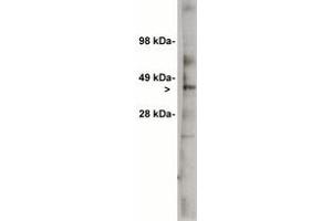 Image no. 1 for anti-UDP-Glucose Ceramide Glucosyltransferase (UGCG) antibody (ABIN201738) (UGCG anticorps)