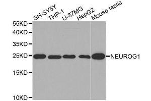 Western blot analysis of extracts of various cell lines, using NEUROG1 antibody. (Neurogenin 1 anticorps)