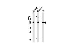 CALR Antibody (Center) (ABIN390885 and ABIN2841096) western blot analysis in Jurkat,Ramos,rat C6 cell line lysates (35 μg/lane). (Calreticulin anticorps  (AA 277-305))