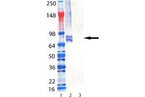 Western Blot analysis of Perforin (mouse) mAb (CB5. (Perforin 1 anticorps  (AA 98-534))