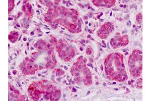 Anti-ESYT2 / E-Syt2 antibody IHC staining of human breast, epithelium. (FAM62B anticorps  (AA 564-921))