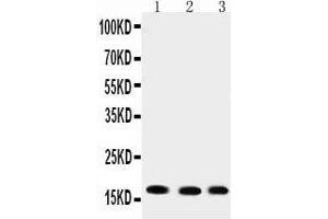 Western Blotting (WB) image for anti-Ubiquitin-Conjugating Enzyme E2I (UBE2I) (AA 108-122), (C-Term) antibody (ABIN3042573)