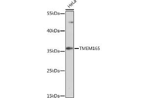 Western blot analysis of extracts of HeLa cells, using TMEM165 Rabbit pAb (ABIN7270956) at 1:1000 dilution. (TMEM165 anticorps  (AA 172-230))