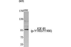 Western Blot (WB) analysis of specific cells using Phospho-IGF-IR (Y1165/Y1166) Polyclonal Antibody. (IGF1R anticorps  (pTyr1165, pTyr1166))