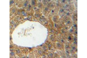 IHC-P analysis of liver tissue, with DAB staining. (SIRT4 anticorps  (AA 26-333))