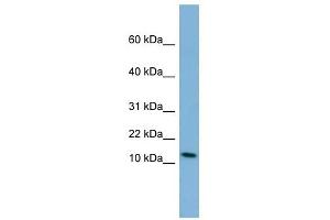 PYY antibody used at 1 ug/ml to detect target protein.