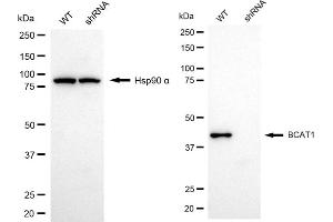 Western blotting analysis using BCAT1 antibody (ABIN7797781).