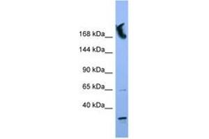Image no. 1 for anti-Nucleoporin 155kDa (NUP155) (N-Term) antibody (ABIN6746368) (NUP155 anticorps  (N-Term))
