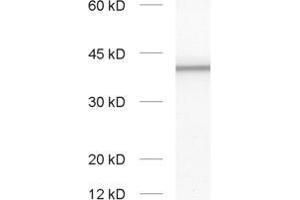 dilution: 1 : 1000, sample: synaptic vesicle fraction of rat brain (LP2) (Slc30a3 anticorps  (AA 2-75))