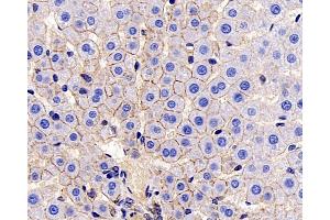 Immunohistochemistry analysis of paraffin-embedded mouse liver using E-Cadherin Monoclonal Antibody at dilution of 1:300.