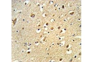 IHC analysis of FFPE human brain tissue stained with OGT antibody (OGT anticorps  (AA 1017-1046))