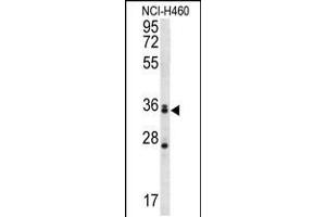 Western blot analysis in NCI-H460 cell line lysates (35ug/lane). (MBNL3 anticorps  (AA 251-280))