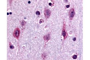 Anti-MAPK3 / ERK1 antibody IHC of human neurons and glia.