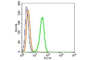 Hela cells probed with DYNC1I1 Polyclonal Antibody, FITC Conjugated (bs-10470R-FITC) at 1:100 for 30 minutes compared to control cells (blue)and isotype control (orange). (DYNC1I1 anticorps  (AA 1-100) (FITC))