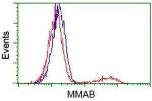 HEK293T cells transfected with either RC204290 overexpress plasmid (Red) or empty vector control plasmid (Blue) were immunostained by anti-MMAB antibody (ABIN2454044), and then analyzed by flow cytometry. (MMAB anticorps)