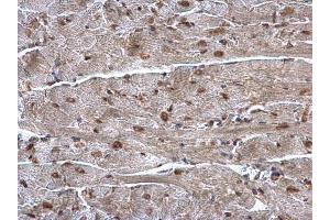 IHC-P Image hnRNP A1 antibody detects hnRNP A1 protein at nucleus on mouse heart by immunohistochemical analysis.