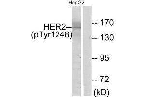 Western Blotting (WB) image for anti-Receptor tyrosine-protein kinase erbB-2 (ErbB2/Her2) (pTyr1248) antibody (ABIN1847482) (ErbB2/Her2 anticorps  (pTyr1248))