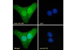 (ABIN185362) Immunofluorescence analysis of paraformaldehyde fixed U2OS cells, permeabilized with 0.