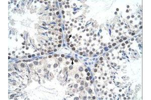 Image no. 1 for anti-Transcription Factor A, Mitochondrial (TFAM) (AA 169-218) antibody (ABIN6736319)