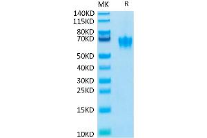 Biotinylated Human CEACAM-6 on Tris-Bis PAGE under reduced condition.