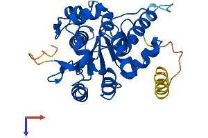 AlphaFold protein structure predicition of Human Recombinant CNOT8 Protein, UniprotID Q9UFF9