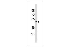 TAF7L Antibody (N-term) (ABIN1881869 and ABIN2843270) western blot analysis in HepG2 cell line lysates (35 μg/lane). (TAF7L anticorps  (N-Term))