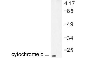 Image no. 1 for anti-Cytochrome C, Somatic (CYCS) antibody (ABIN265383) (Cytochrome C anticorps)