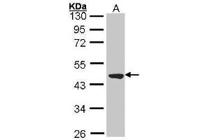WB Image Sample (30 ug of whole cell lysate) A: Molt-4 , 10% SDS PAGE antibody diluted at 1:2000 (TTLL1 anticorps)
