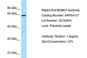 Western Blotting (WB) image for anti-beta-Carotene 15,15'-Monooxygenase 1 (BCMO1) (Middle Region) antibody (ABIN2789742)