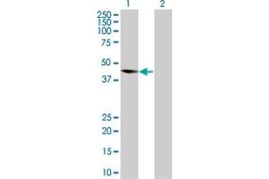 Western Blot analysis of PRKAG2 expression in transfected 293T cell line by PRKAG2 MaxPab polyclonal antibody.
