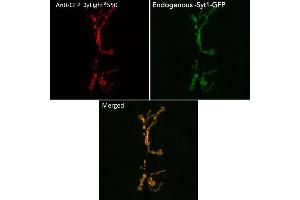 Immunofluorescence (IF) image for anti-Green Fluorescent Protein (GFP) antibody (DyLight 550) (ABIN7273061)