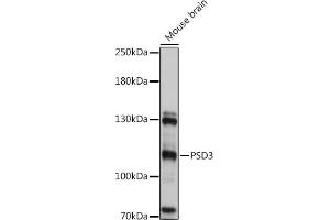 Western blot analysis of extracts of Mouse brain, using PSD3 antibody (ABIN7269412) at 1:1000 dilution. (PSD3 anticorps)