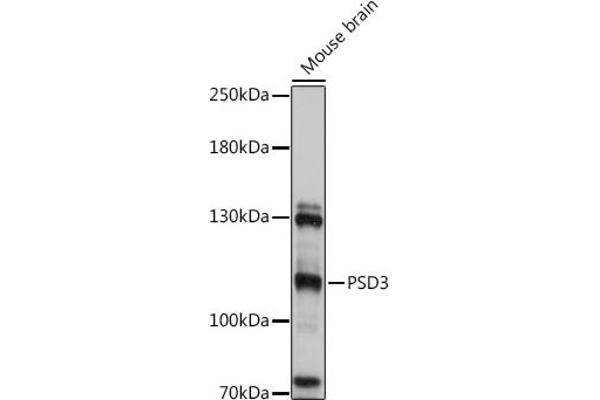 PSD3 anticorps