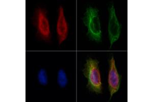 ABIN6265329 and ABIN6273169 staining Hela by IF/ICC. (STAU1/Staufen anticorps  (Internal Region))
