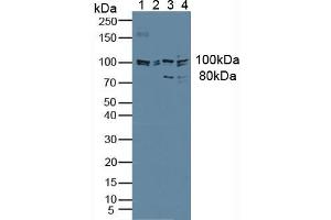 Figure. (JAG1 anticorps  (AA 836-1047))