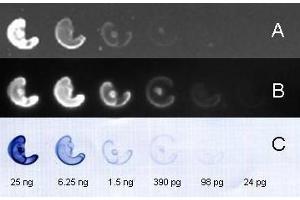 FITC and HRP conj ugated secondary antibody used to detect nanogram – picogram levels of rabbit IgG by dot blot on nitrocellulose membrane. (Chèvre anti-Lapin IgG (Heavy & Light Chain) Anticorps (FITC))