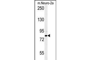 CPEB4 Antibody (N-term) (ABIN651815 and ABIN2840408) western blot analysis in mouse Neuro-2a cell line lysates (15 μg/lane).