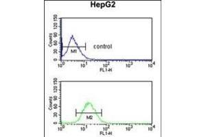 DDC Antibody (N-term) (ABIN651727 and ABIN2840377) flow cytometric analysis of HepG2 cells (bottom histogram) compared to a negative control cell (top histogram).