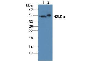 Figure. (GAP43 anticorps  (AA 1-274))