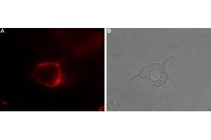 Expression of Serotonin receptor 4 in rat PC12 cells - Cell surface detection of Serotonin receptor 4 in intact living rat pheochromocytoma (PC12) cells.