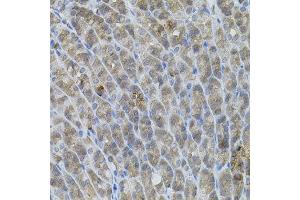 Immunohistochemistry of paraffin-embedded mouse stomach using UBE2A antibody.