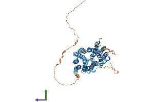 AlphaFold protein structure predicition of Human Recombinant SLC16A8 Protein, UniprotID O95907