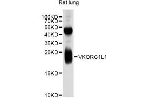 Western blot analysis of extracts of rat lung, using VKORC1L1 antibody (ABIN5999178) at 1/1000 dilution. (VKORC1L1 anticorps)