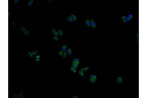 Immunofluorescence staining of Hela cells with ABIN7156297 at 1:100, counter-stained with DAPI. (ITPRIPL2 anticorps  (AA 75-288))